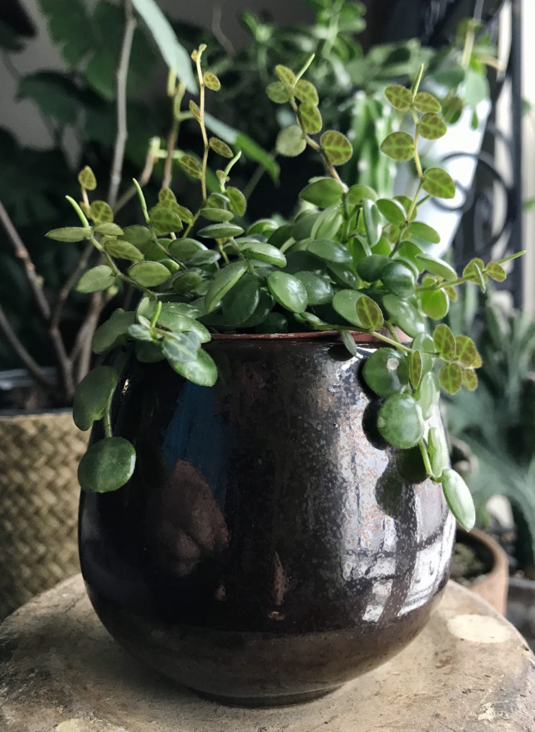 IMG 0009 780x1068 - Peperomia Prostrata